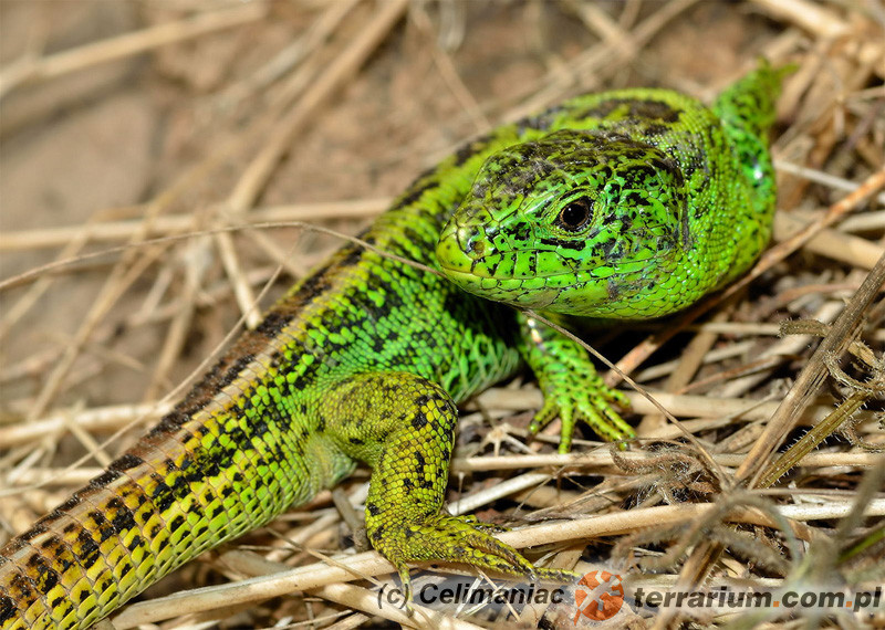 Lepidosauria - Lepidozaury - Terrarium