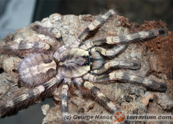 Poecilotheria formosa – ptasznik