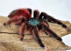 Avicularia versicolor – ptasznik wielobarwny