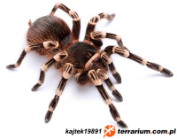 Acanthoscurria geniculata – ptasznik białokolanowy