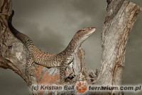 Varanus tristis