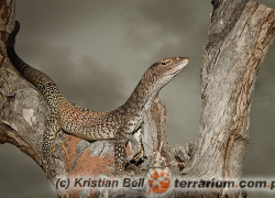 Varanus tristis