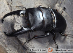 Dorcus titanus palawanicus