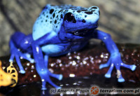 Dendrobates tinctorius 'Azureus’ – drzewołaz niebieski