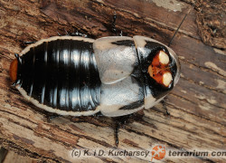 Lucihormetica subcincta – karaczan świetlikowy*