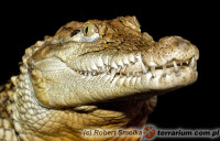 Caiman crocodilus – kajman okularowy