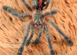 Avicularia spp. – ptaszniki