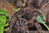 Lasiodora spp. – ptaszniki olbrzymie