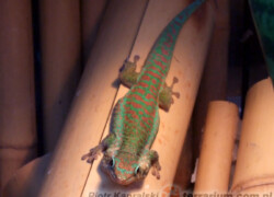 Phelsuma borbonica – felsuma borbonica