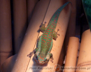 Phelsuma borbonica – felsuma borbonica