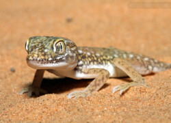 Stenodactylus petrii – gekon perełkowy