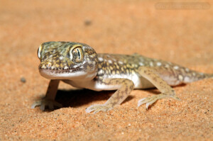 Stenodactylus petrii – gekon perełkowy