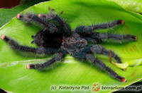 Avicularia geroldi – ptasznik