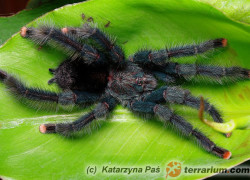 Avicularia geroldi – ptasznik