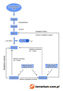 MBD – Metaboliczne choroby kości u gadów