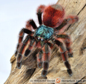 Caribena versicolor – ptasznik wielobarwny