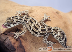 Hemidactylus imbricatus – gekon żmijowy