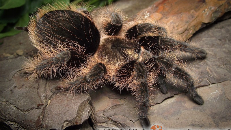 Brachypelma Smithi - Ptasznik Czerwonokolanowy - Terrarium