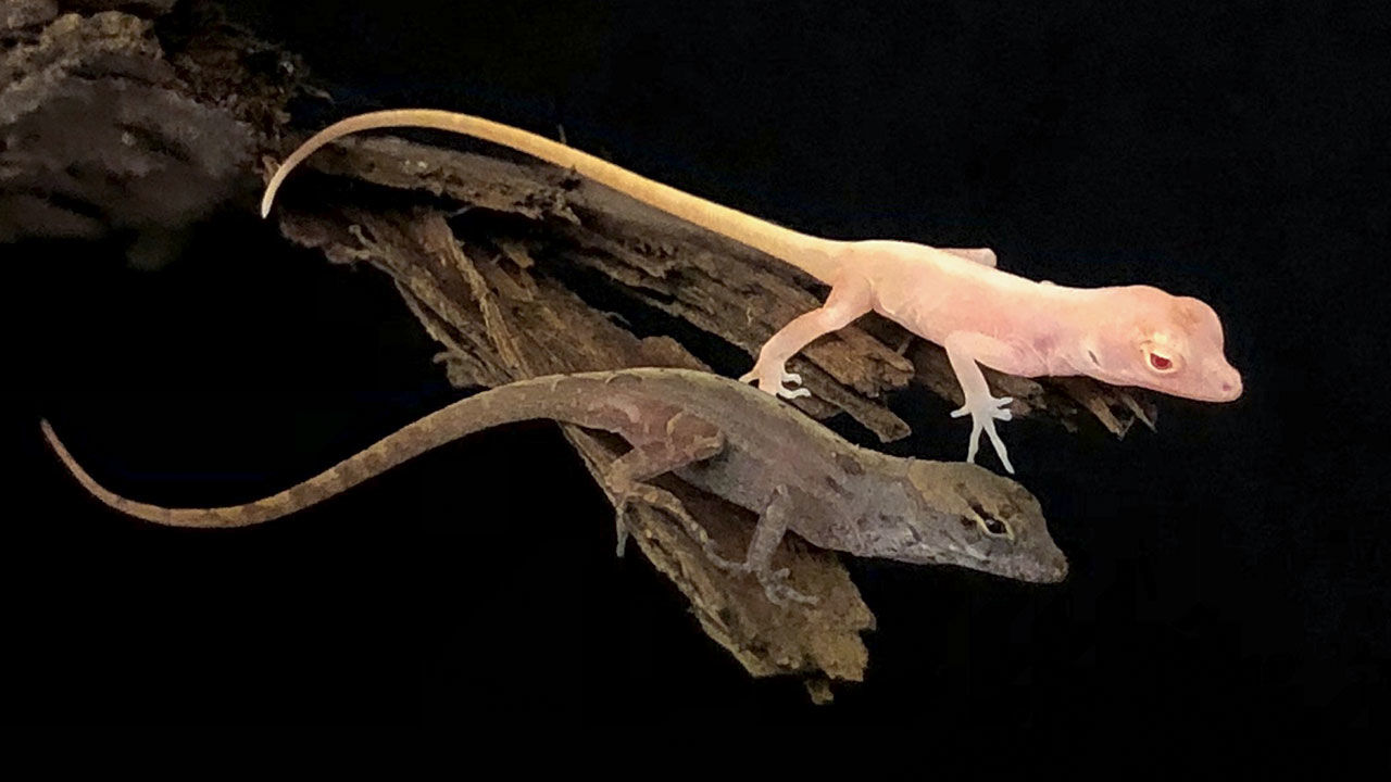 Anolis sargei albinos