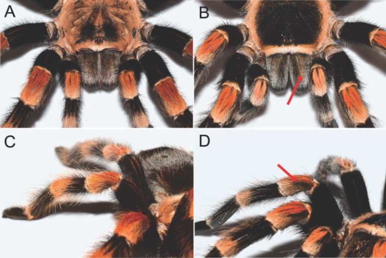 Tliltocatl, Brachypelma – Podsumowanie Zmian Od 2015 Roku – Terrarium