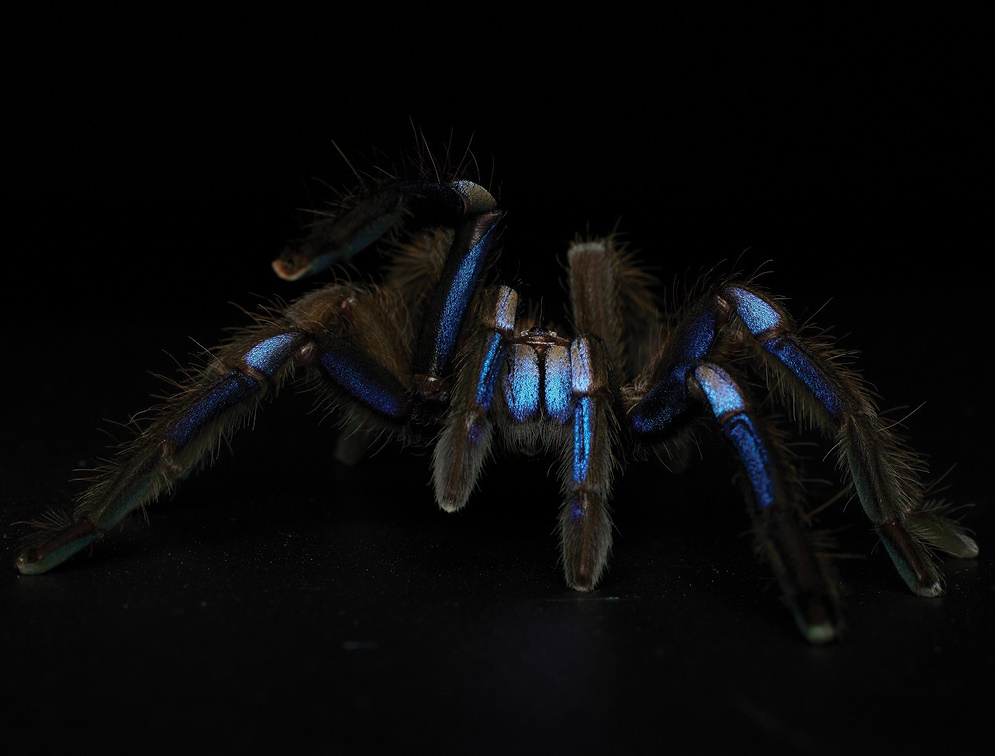 Chilobrachys Electric Blue