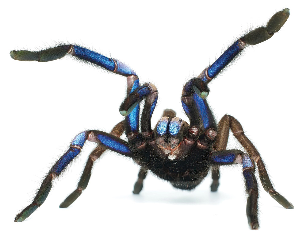 Chilobrachys Electric Blue