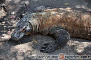 Varanus komodoensis – waran z komodo