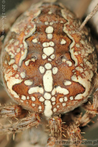 Araneidae i Tetragnathidae – przegląd polskich krzyżaków