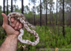 Lampropeltis meansi – lancetogłów błotny