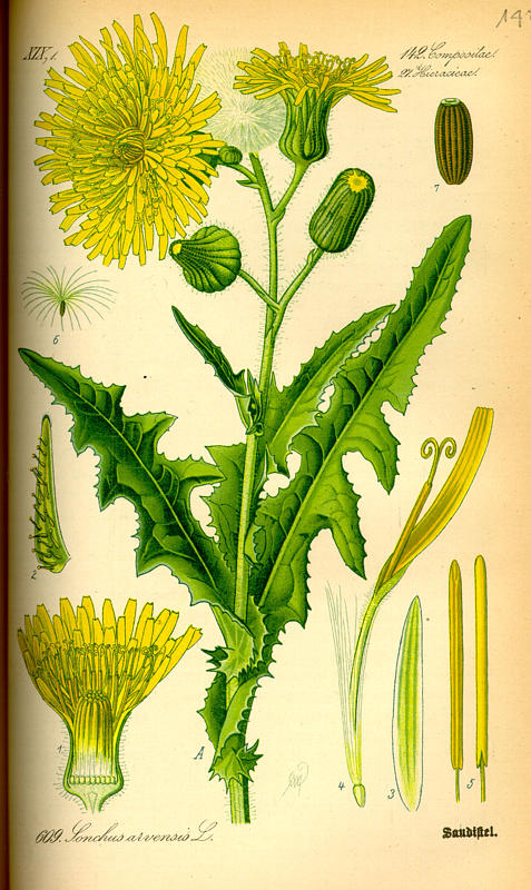 Mlecz polny - Sonchus arvensis