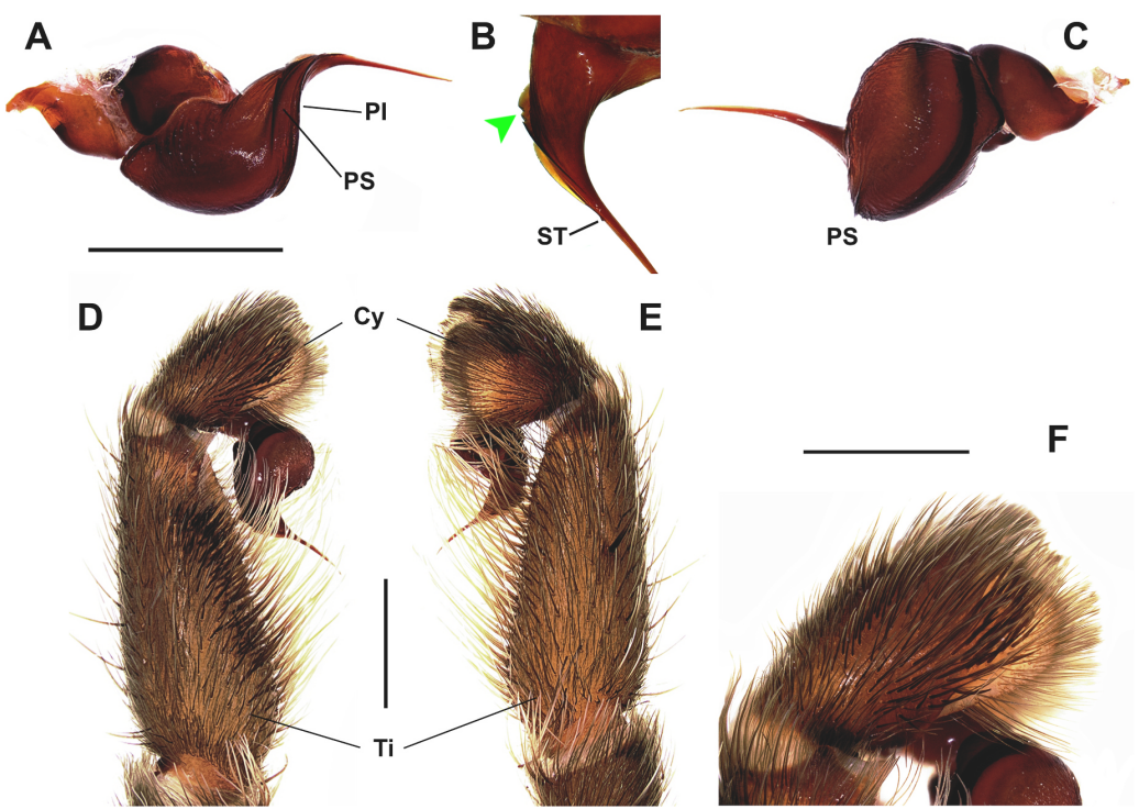 Plesiopelma absconditus - Nowy gatunek ptasznika