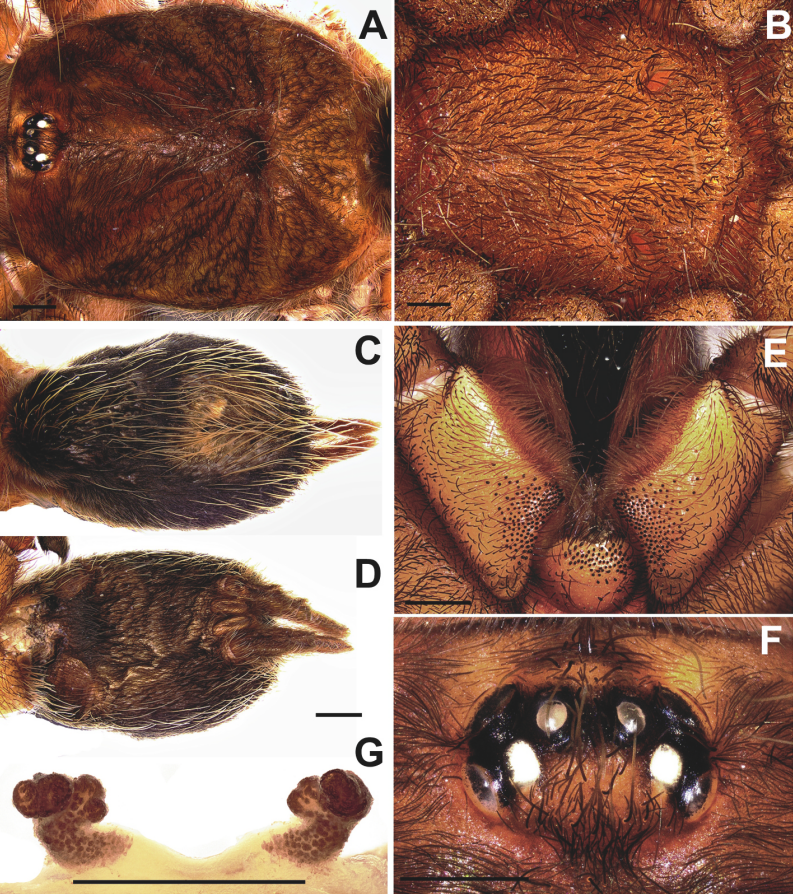 Plesiopelma absconditus - Nowy gatunek ptasznika