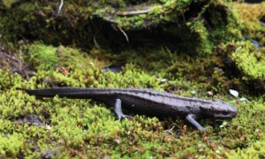 Nowy gatunek traszki odkryty w Chinach: Tylototriton gaowangjienensis