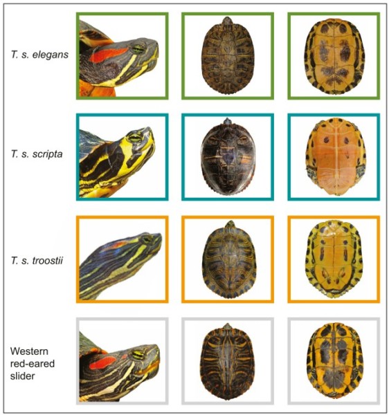 Podgatunki Trrachemys scripta (żółw ozdobny) - Identyfikacja