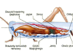 Anatomia owadów