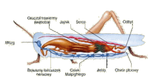 Anatomia owadów