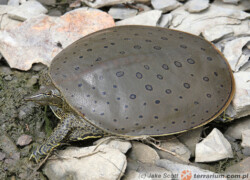 Apalone spinifera – żółwiak kolcowaty