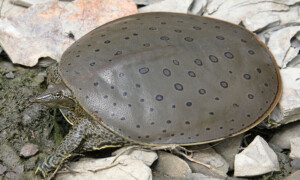 Apalone spinifera – żółwiak kolcowaty