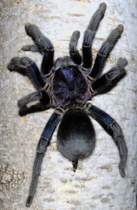 Phormictopus sp. Dominican purple