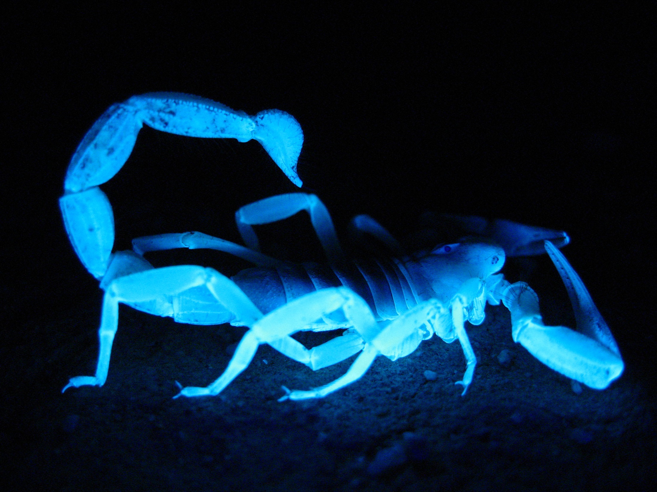 Fluorescencja u skorpionów)