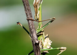 Empusa fasciata – modliszka rogata