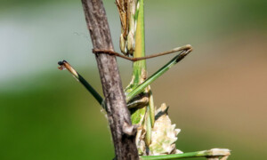 Empusa fasciata – modliszka rogata