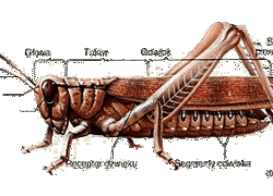 Morfologia owadów