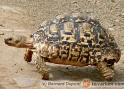 Stigmochelys pardalis – żółw lamparci