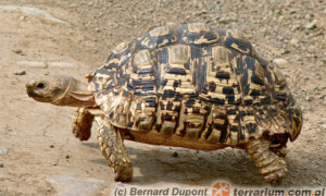 Stigmochelys pardalis – żółw lamparci