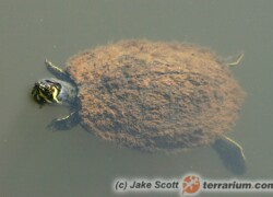 Trachemys scripta – żółw ozdobny