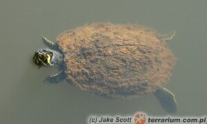 Trachemys scripta – żółw ozdobny