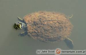 Trachemys scripta – żółw ozdobny