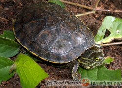 Trachemys scripta troostii – żółw żółtolicy