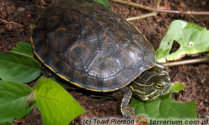 Trachemys scripta troostii – żółw żółtolicy